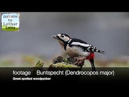 footage   Buntspecht  (Dendrocopos major)   Great spotted woodpecker