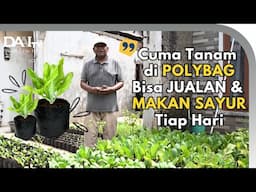 Tanam Sayur di Polybag, Bisa Jualan dan Makan Sayur Tiap Hari !