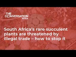 South Africa’s rare succulent plants are threatened by illegal trade – how to stop it