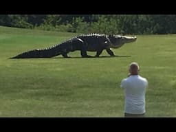 Giant Alligator Walking Across Golf Course in Florida