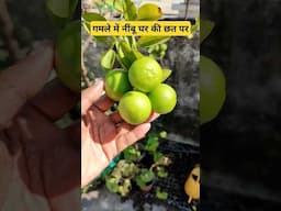 गमले में नींबू घर की छत पर | Lemon 🍋 treen grow in terrace garden #lemon #terracegardening #fruit