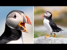 Puffin 🐧 These Birds Fly Underwater!