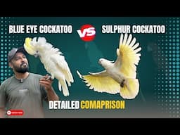 Blue Eyed Cockatoo vs Sulphur Crested: Which is better for Beginners?