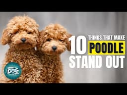 10 Things That Make a Poodle Stand Out