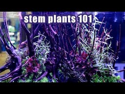 stem plants 101 | what makes it a stem plant? | BEST stem plants for BEGINNERS