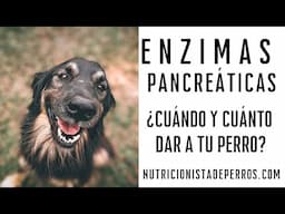 Enzimas pancreáticas ¿cuándo y cuánto dar a tu perro?