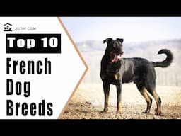 Top 10 French Dog Breeds