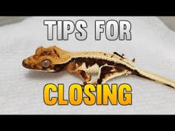 Tips For Closing Down A Reptile Breeding Business