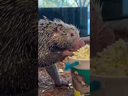 Rico Loves National Popcorn Day - Cincinnati Zoo