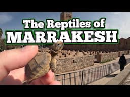 Let's Find Reptiles in Marrakesh! | Morocco (Mini Trip)