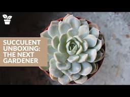 Succulent Unboxing: The Next Gardener