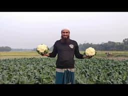 Cauliflower Village Special Cooking | মাছ-মাংস ছাড়াই ফুলকপির স্পেশাল গ্রামীণ রান্না!