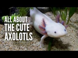 Axolotl 101: Everything You Should Know