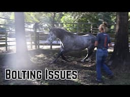 Bolting Issues w/a Wild Mustang  | Salt Wells Creek 2024