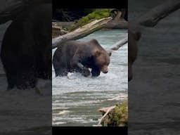 Grizzly Bear vs. Salmon: The Struggle is Real 🐻🎣