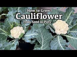 How to Grow Cauliflower from Seed in Containers - From Seed to Harvest | Easy Planting Guide