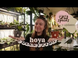 My *updated* Hoya collection | Plant tour + updates