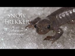 The Snow Trekker