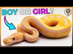 Is Your Ball Python a Boy or Girl? - Let's find Out!