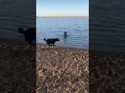 When your water dog decides it is NOT time to go home 😂 #dog #swimming