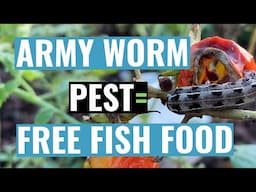 Armyworms in Aquaponics Gardens- What's the best Pest Control Method?