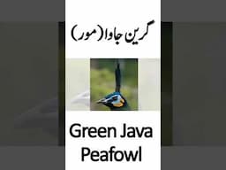 Green Java Peafowl | Difference Between Green Java And Indian Peafowl