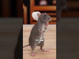 Ratatouille IRL