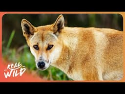 The Secret Life of Dingos | 4K Nature Documentary