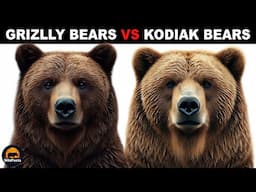 What Is The Difference Between Kodiak Bears And Grizzly Bears?