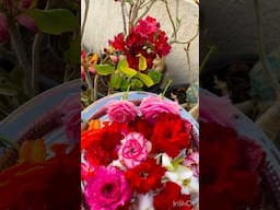 ఈరోజు పూజ కోసం Harvest చేసిన కొన్ని పువ్వులు #adenium #rose #chamanthi #gardenia #eyefeast #shorts