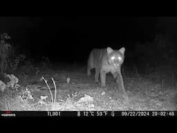 Watch what this bobcat does to our trail camera!