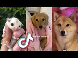 The GOODEST Pets and Animals FROM TIKTOK...