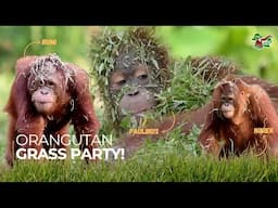 ORANGUTAN GRASS PARTY