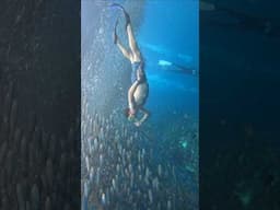 Ever Seen Millions of Sardines Up Close? Bohol’s Got It! #bohol