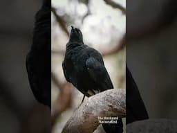 White-winged choughs, an underrated Aussie bird! #australia #birds #wildlife