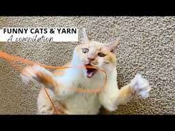 CUTE Cats With Yarn: A compilation of my cat playing with yarn