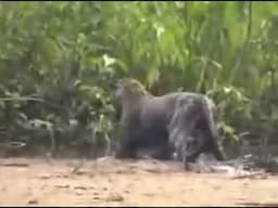 CAPIVARA SENDO ATACADA POR ONÇA