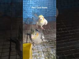 1 months complete my cockatiel chicks 🐣 #viralvideo #shortvideo #shorts #cockatiel #lovebirds ￼