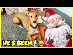 Christmas presents opening with Honey dog!