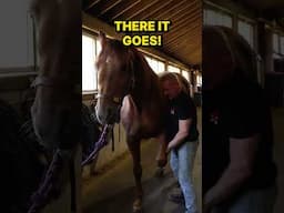 Arthritic RESCUE HORSE Cracking Like CRAZY ~ Great Reaction to Chiropractic!