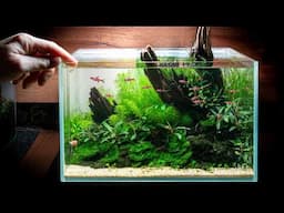 My Best Nano Aquascape after 365 Days! Step by Step Tutorial