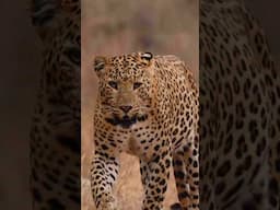 2024 is going to be WILDER! #Leopard #WildlifeDocumentary #WildlifePhotography