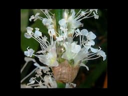 Callisia Fragrans Basket Plant I Care + Propagation