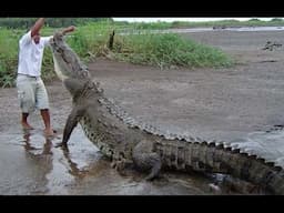 Top Craziest Animal Attacks - Animal Attacks Caught on Tape