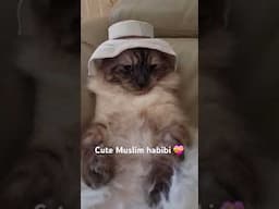 #cat #catlover#cute##ragdoll cat 🐈