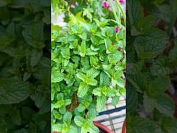 How to rejuvenate Mint!