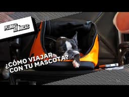 ¿Cómo viajar con tu mascota en el avión?