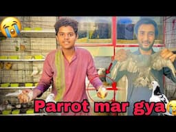 Parrots liye or Pehly din hi Nuksan ho gya 😢 😭