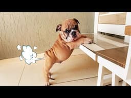 The Funniest Animal Videos 2024 | Funny Dogs and Cats are here to Break your HEART | Bad Pets