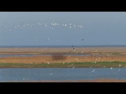 Avocets take flight over Cley Marshes, Norfolk.